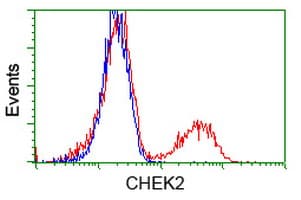 CHEK2 / CHK2 Antibody (clone OTI8D11)
