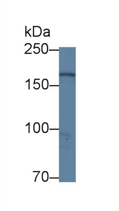 DOCK4 Antibody (aa1-300, Biotin)