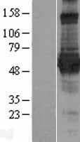 MGRN1 Protein (Over-Expression Lysate Myc-DDK (Flag))