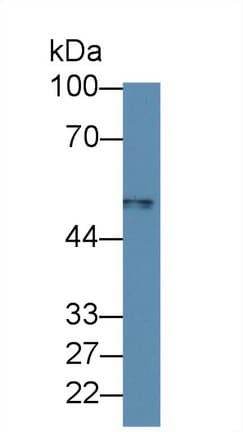 MARCO Antibody (aa367-519)