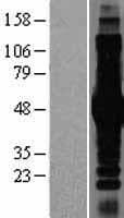 IKBKG / NEMO / IKK Gamma Protein (Over-Expression Lysate Myc-DDK (Flag))