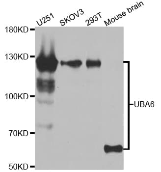 UBE1L2 / UBE1L2 Antibody