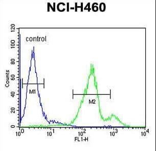 SEC31B Antibody (aa1076-1104)