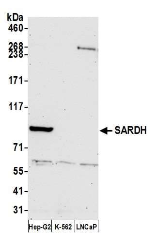 SARDH Antibody (aa225-275)