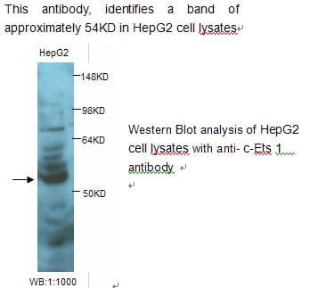 ETS1 / ETS-1 Antibody