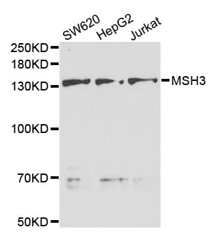MSH3 Antibody