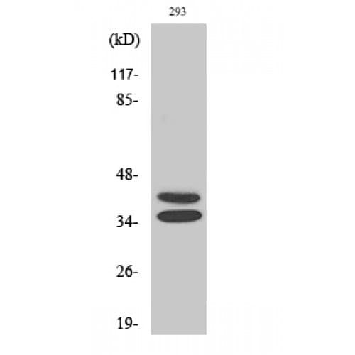 PAX2 Antibody (Internal)