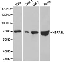 HSPA1L Antibody