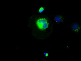 Monoclonal Mouse anti-Human CD4 Antibody (clone OTI3B4, IF, WB)