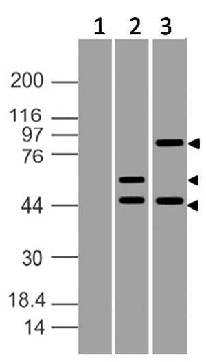 Monoclonal Mouse anti-Human ATF6 Antibody (clone ABM1A40, aa1-400, WB)