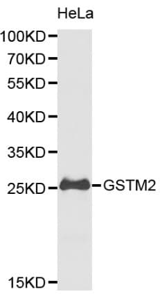 GSTM2 Antibody