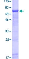 Human UBASH3A / CLIP4 Protein (Recombinant GST)