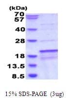 Human SDHAF1 Protein (Recombinant His)