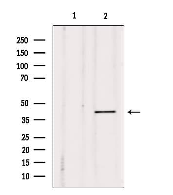 DUSP4 / MKP2 Antibody