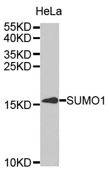 SUMO1 / SMT3 Antibody