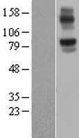 NLRX1 Protein (Over-Expression Lysate Myc-DDK (Flag))