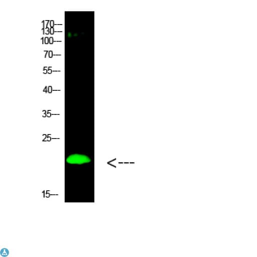 Histone H3 Antibody