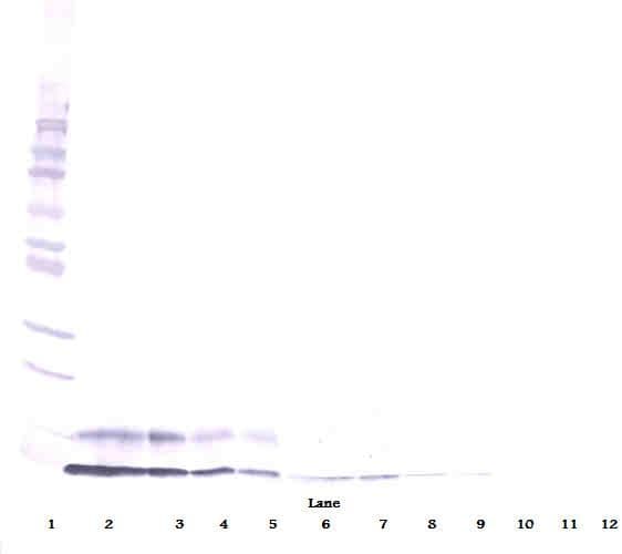 IGF1 Antibody