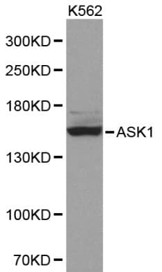 Polyclonal Rabbit anti-Human MAP3K5 / ASK1 Antibody (WB)