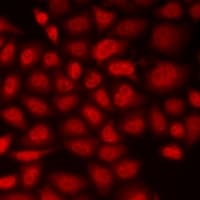 CDC5 / CDC5L Antibody