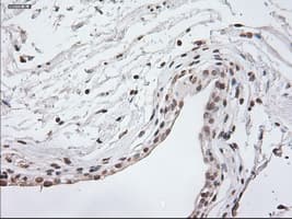 GFAP Antibody (clone OTI4D11)