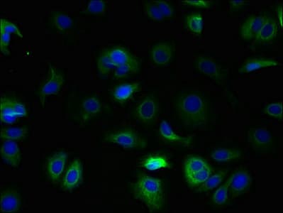 TM4SF9 / TSPAN5 Antibody