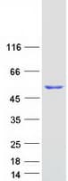 Human POLD2 Protein (Recombinant Myc-DDK (Flag))