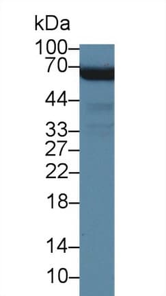 MPHOSPH6 Antibody (aa34-235, Biotin)