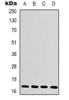 Polyclonal Rabbit anti-Human Histone H3 Antibody (N-Terminus, IHC, IF, WB)
