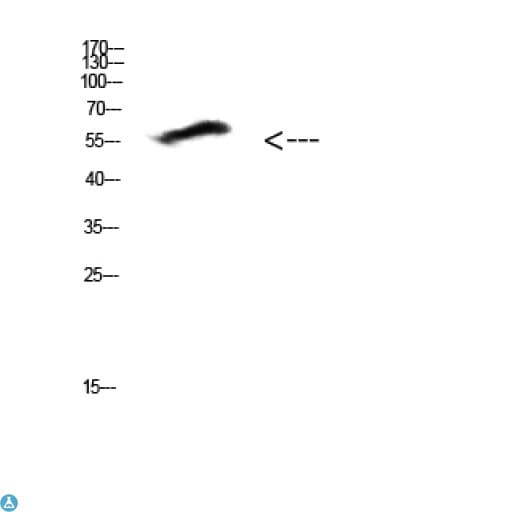 COL25A1 / Collagen XXV Antibody