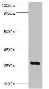 IL27 Antibody (aa29-243)