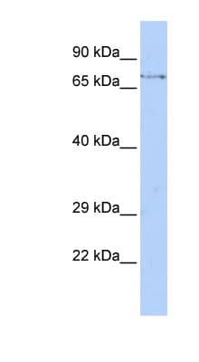 FBXW8 Antibody (aa504-553)