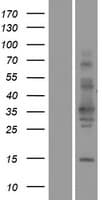 TSPAN11 Protein (Over-Expression Lysate Myc-DDK (Flag))