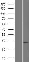 Human GDNF Protein (Over-Expression Lysate Myc-DDK (Flag))