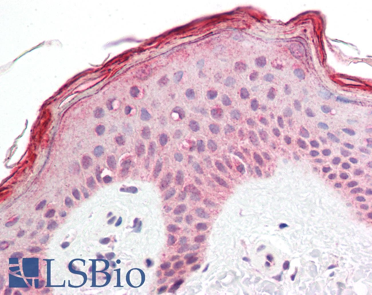 Polyclonal Rabbit anti-Human KLK8 / Kallikrein 8 Antibody (IHC, WB)