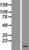 ARMS2 Protein (Over-Expression Lysate Myc-DDK (Flag))