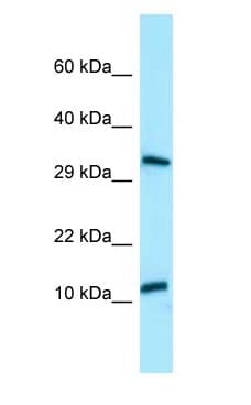 BPY2 Antibody (C-Terminus)