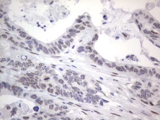 RBFOX1 / A2BP1 Antibody (aa1-210, clone OTI4F9)