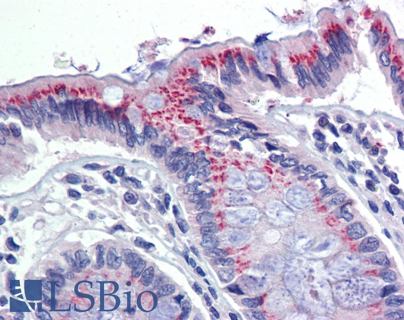 IHC-plus™ PDIA3 / ERp57 Antibody