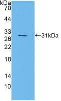 MAPK7 / ERK5 Antibody (aa185-419, Biotin)