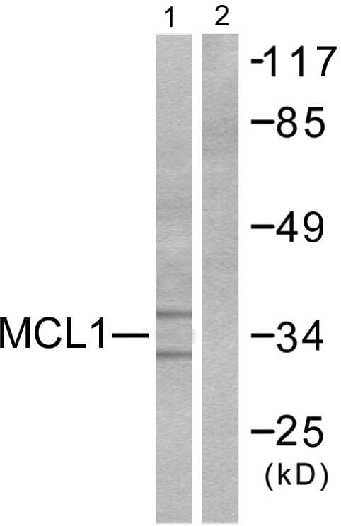 MCL1 / MCL 1 Antibody