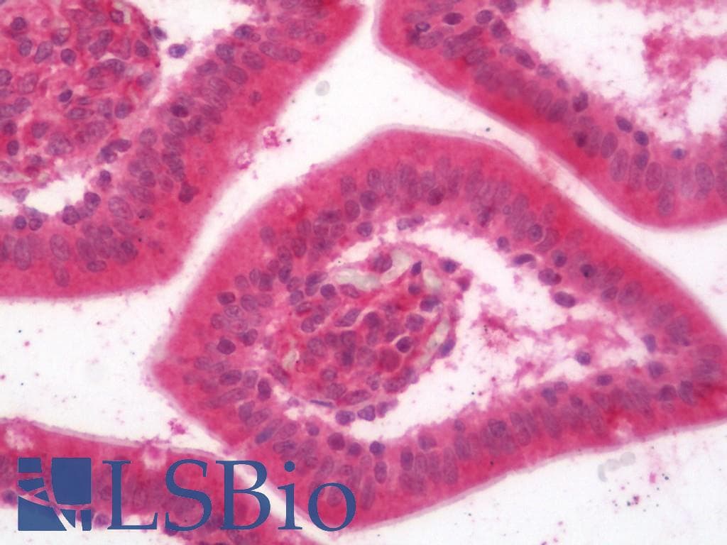 ERAS Antibody (HRP)