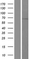 PAPSS2 Protein (Over-Expression Lysate Myc-DDK (Flag))