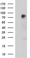 AMOT / Angiomotin Antibody (clone OTI1F11)
