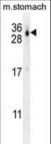 Polyclonal Rabbit anti-Human FAM207A Antibody (aa146-174, IHC, WB)