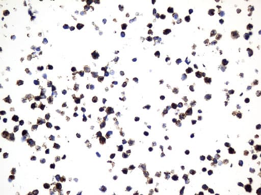 Monoclonal Mouse anti-Human MME / CD10 Antibody (clone UMAB236, Carrier-free, aa411-750, IHC, WB)