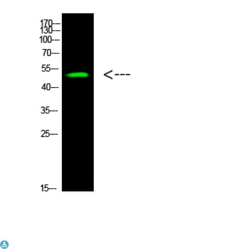 TP53 / p53 Antibody