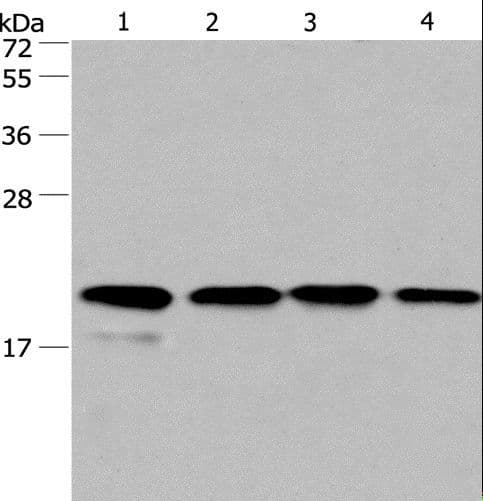 PPIF / Cyclophilin F Antibody