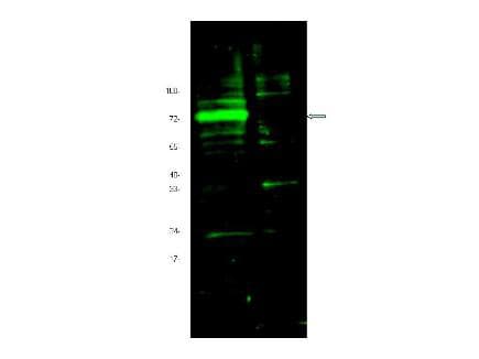 IHC-plus™ HIF3A / HIF3-Alpha Antibody