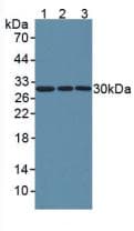 NNMT Antibody (aa1-258)